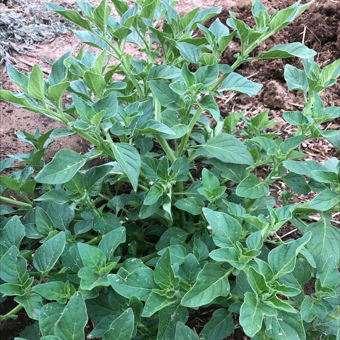 Photo of the plant species Ground-cherry nightshade by Pamela named Your plant on Greg, the plant care app
