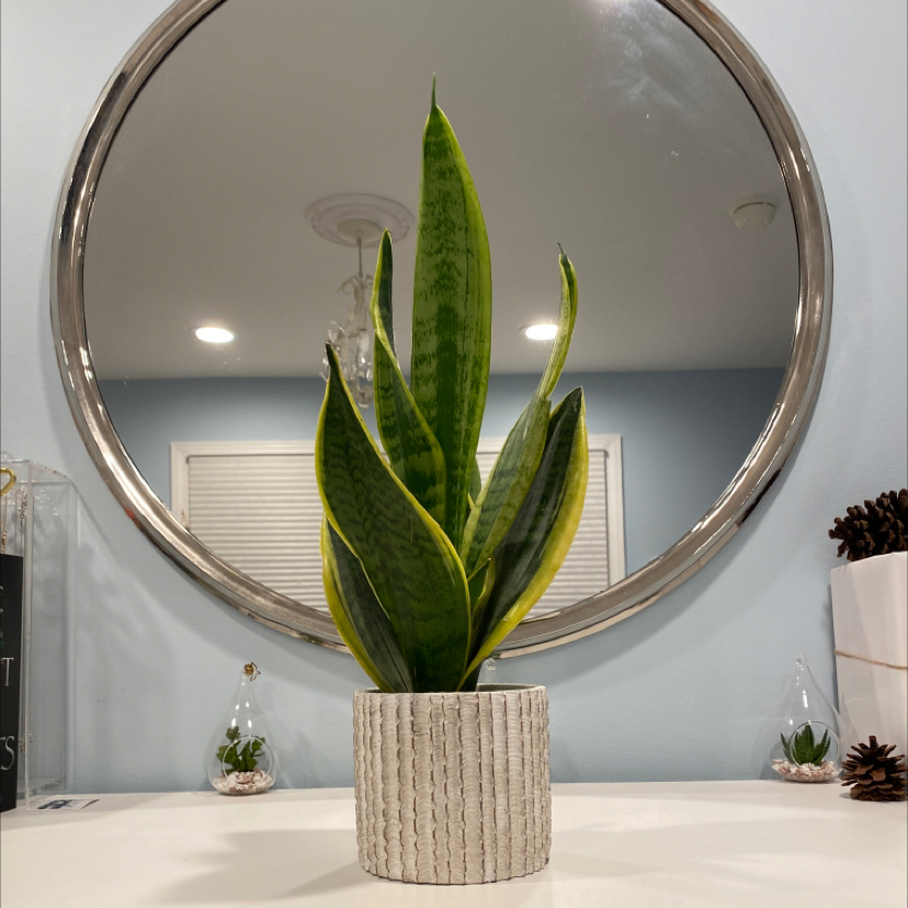 Snake Plant plant photo by @runmeoverharrylol named Niall on Greg, the plant care app.