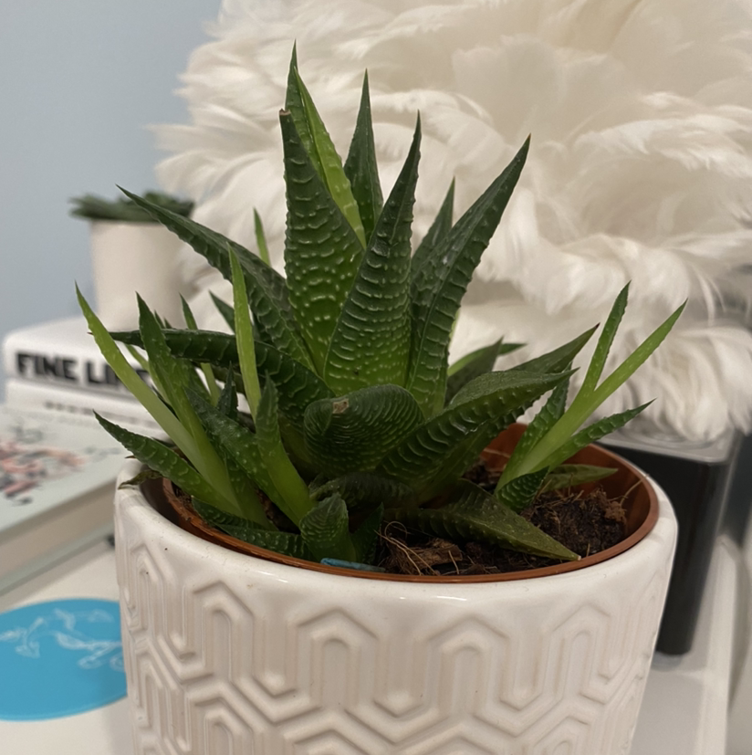 Zebra Plant plant photo by @runmeoverharrylol named Rigby on Greg, the plant care app.