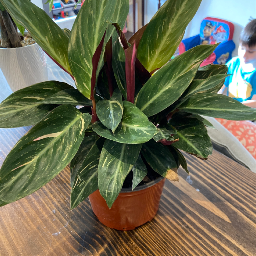 Healthy Never Never Plant with variegated green leaves in a small pot.