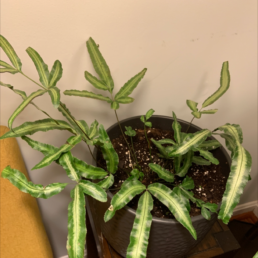 Potted Cretan Brake plant with green and white variegated leaves, visible soil.