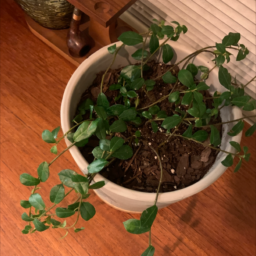 Potted Lesser Periwinkle plant with green leaves and visible soil.