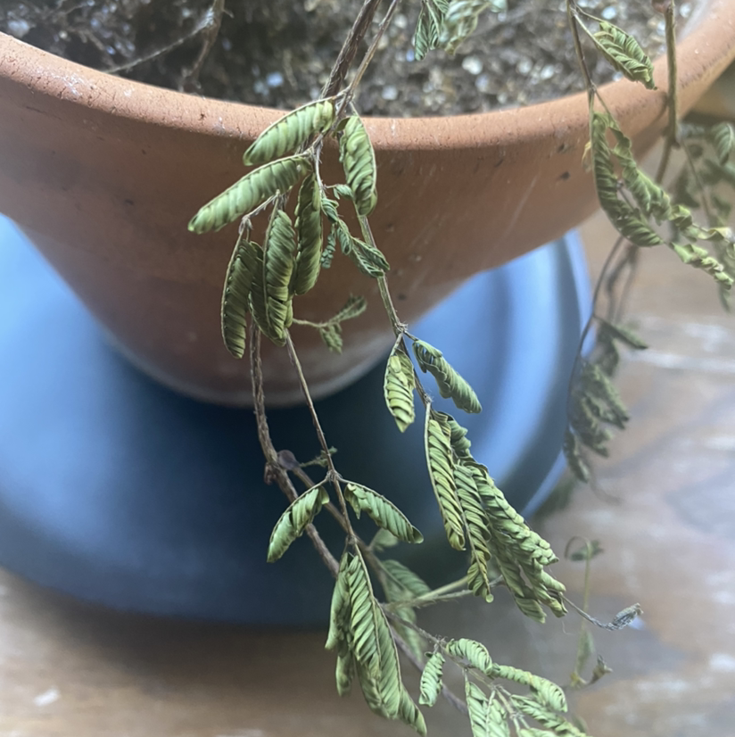 Potted Silk Tree with drooping, discolored leaves and visible soil.
