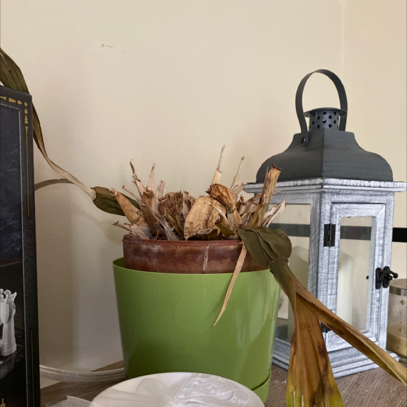 Photo of the plant species Early-Purple Orchid by Nicole named Opal on Greg, the plant care app