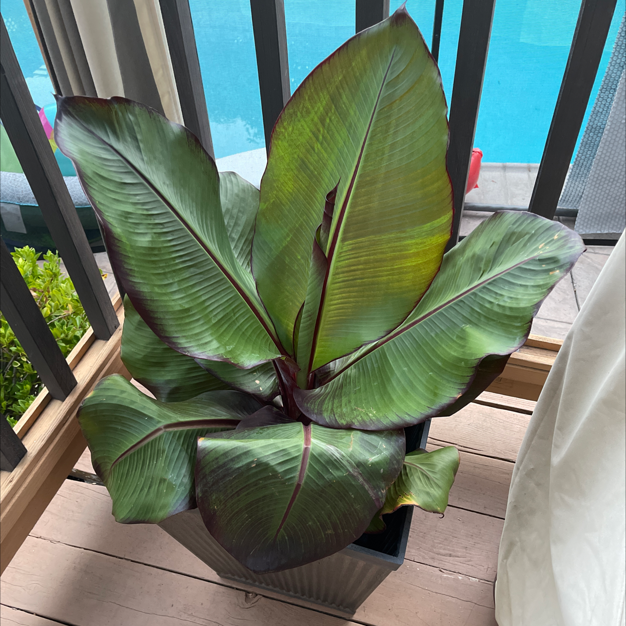 A healthy Abyssinian Banana plant with large green leaves in a pot on a wooden deck.