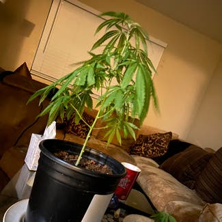Marijuana plant in Tempe, Arizona