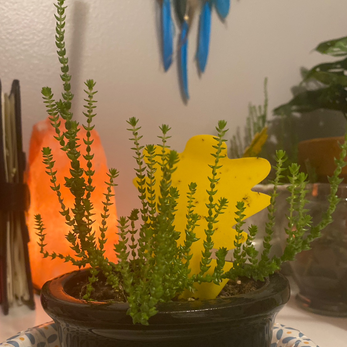 Rattail Crassula plant photo by @czecht34gan named oscar meyer on Greg, the plant care app.