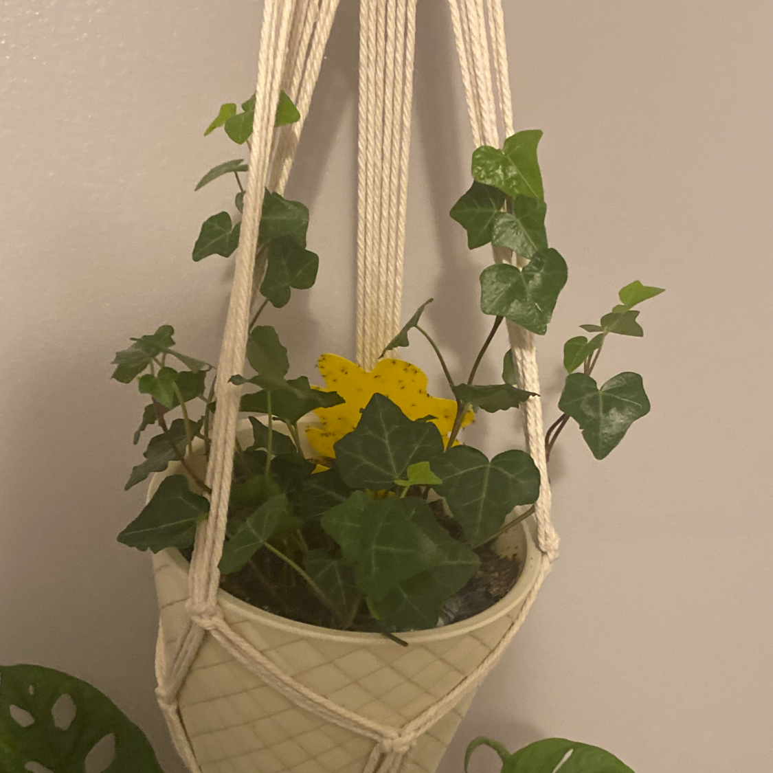 English Ivy plant photo by @czecht34gan named aster on Greg, the plant care app.