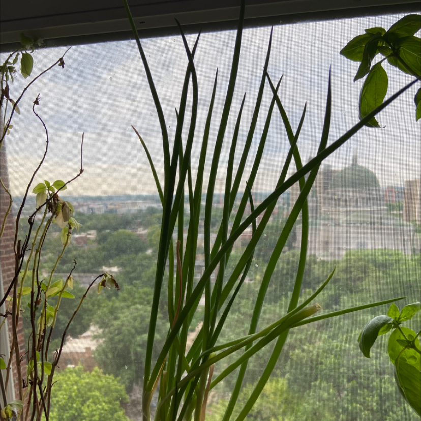 Photo of the plant species Long Green Onion by @Will.ard named Green Onion on Greg, the plant care app