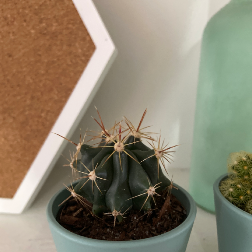 Image of a healthy Texas Barrel Cactus in a pot with visible soil.