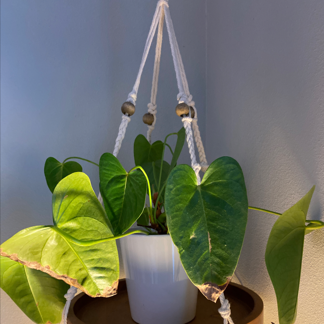 Healthy Anthurium clarinervium plant with vibrant, painterly leaves in a white hanging planter.