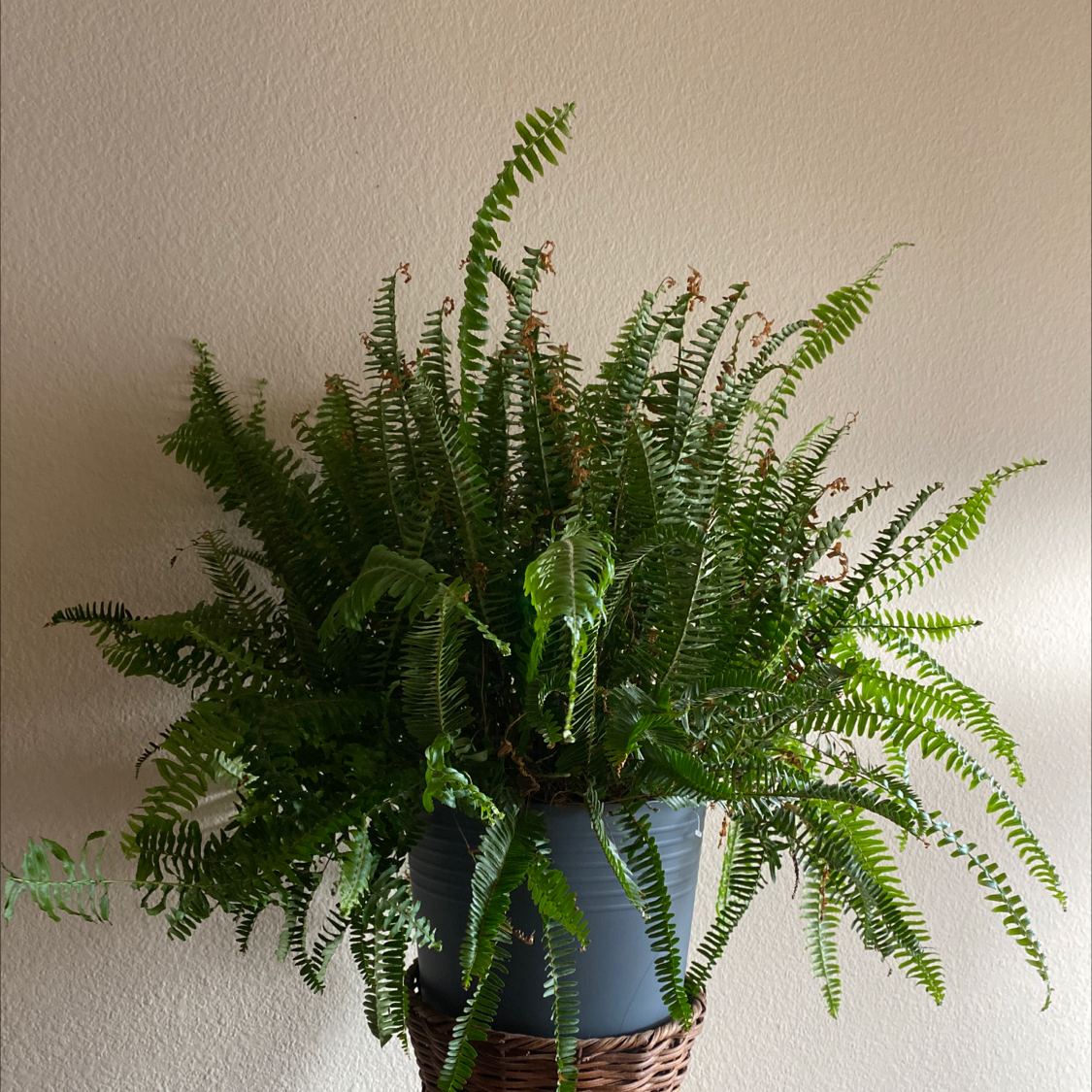 Healthy, thriving Boston Fern with lush green foliage in a woven basket, well-framed against a neutral background.