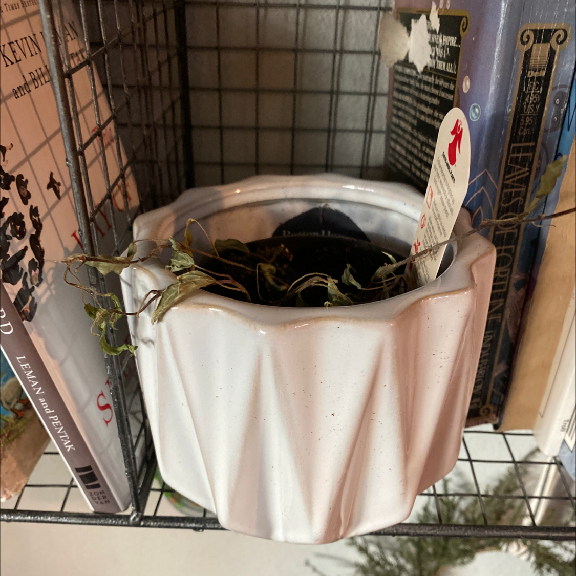 An English Ivy plant in a pink pot, showing signs of poor health with yellowing and browning leaves. The plant is in a store display.