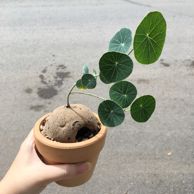 Potted Garden Nasturtium plant with round green leaves held by a hand.