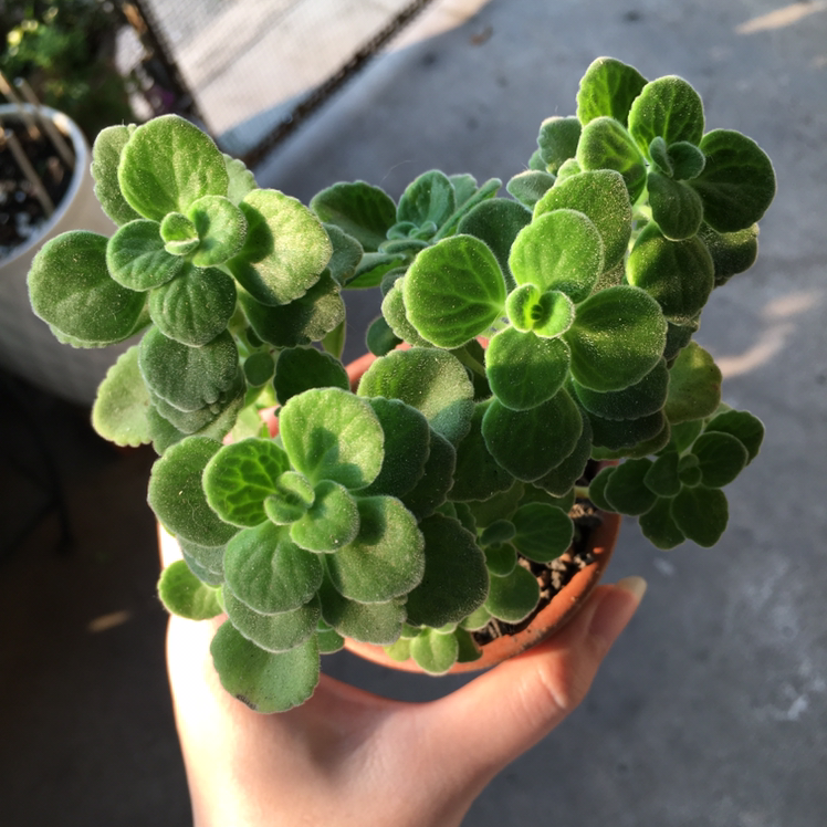 Photo of the plant species Plectranthus Amboinicus by @Liztlemon89 named Cuban Oregano on Greg, the plant care app