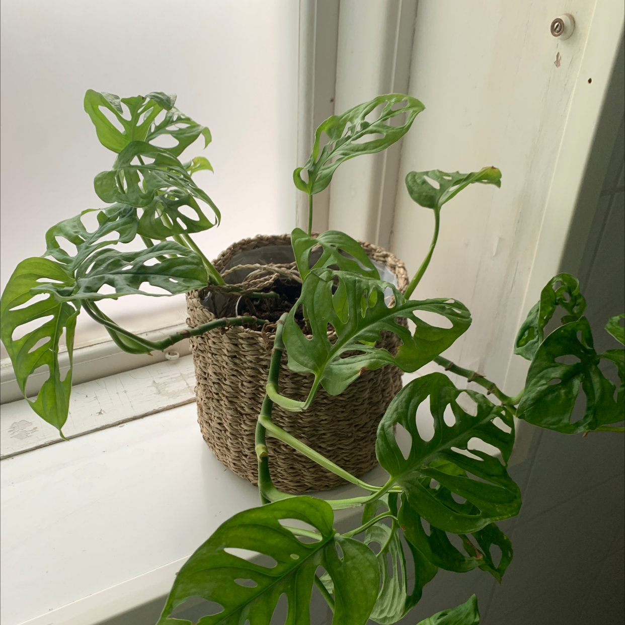 Monstera adansonii 'Laniata' plant in a woven basket on a windowsill with some yellowing and browning leaves.