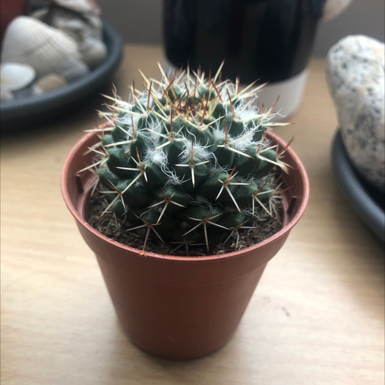 Photo of the plant species Acanthocalycium thionanthum by @IOWO named Lil Spike on Greg, the plant care app