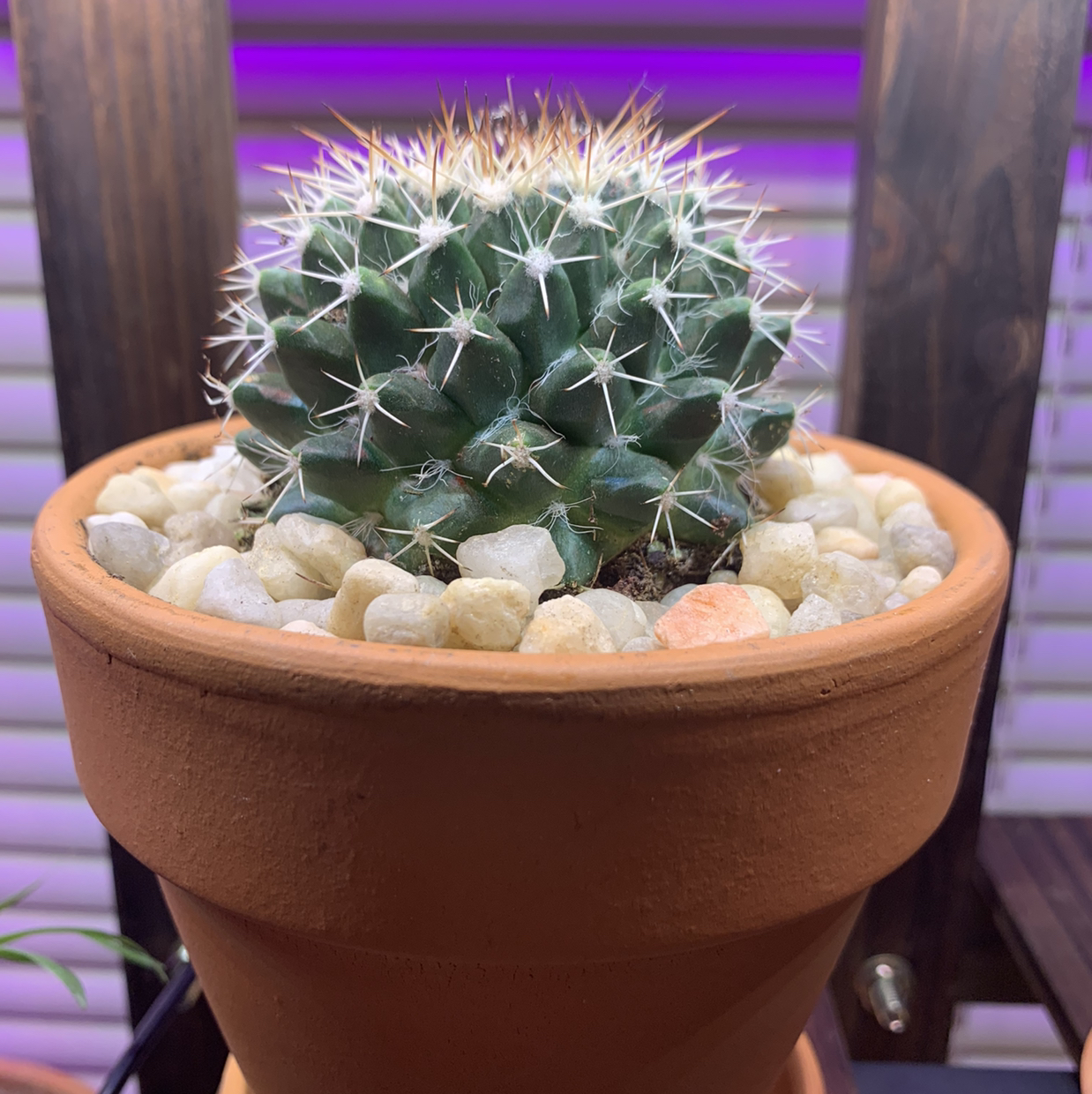 Little Nipple Cactus in a terracotta pot with white pebbles.