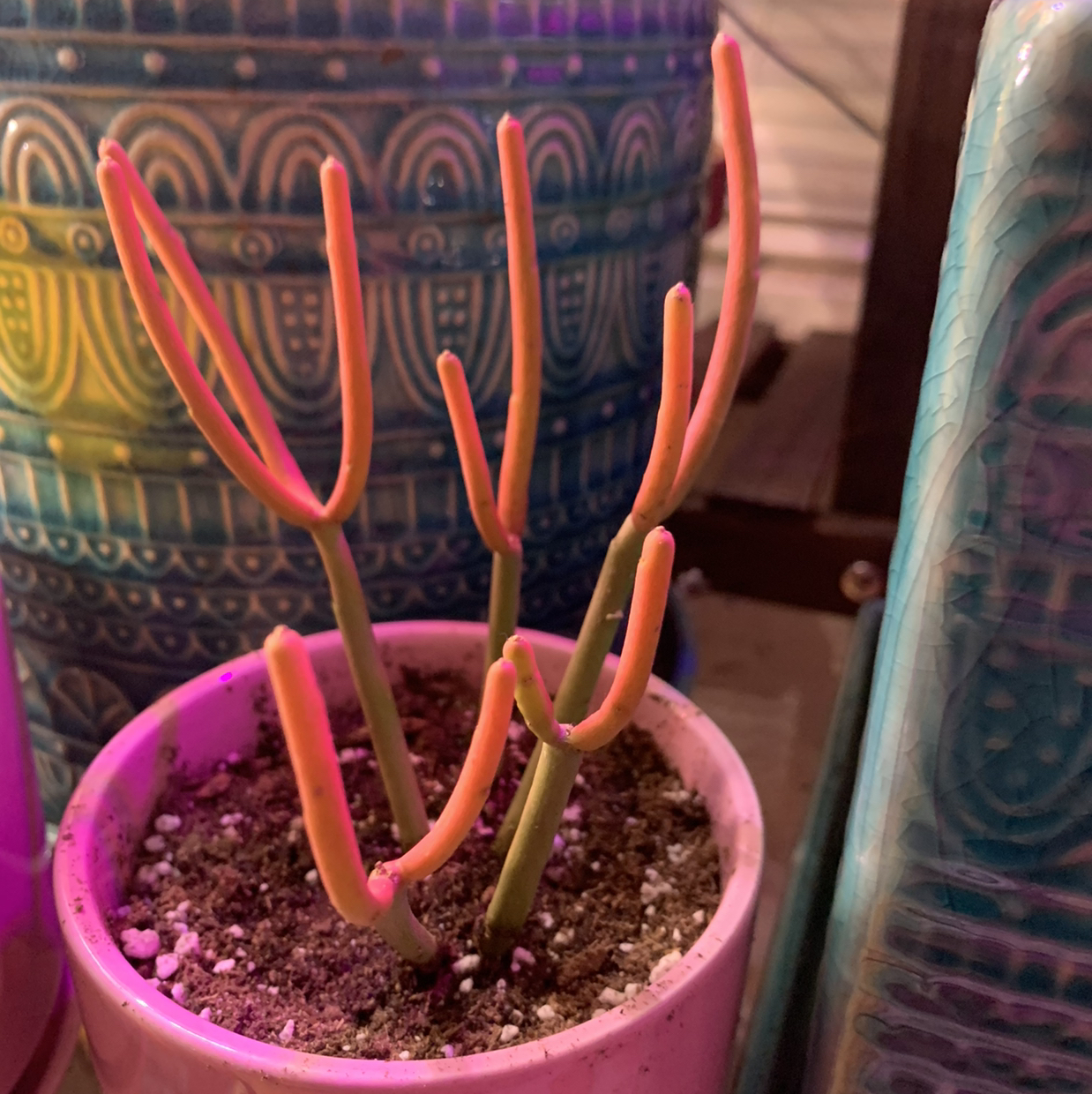 Pencil Cactus (Euphorbia tirucalli) in a small pot with visible soil and decorative pots in the background.