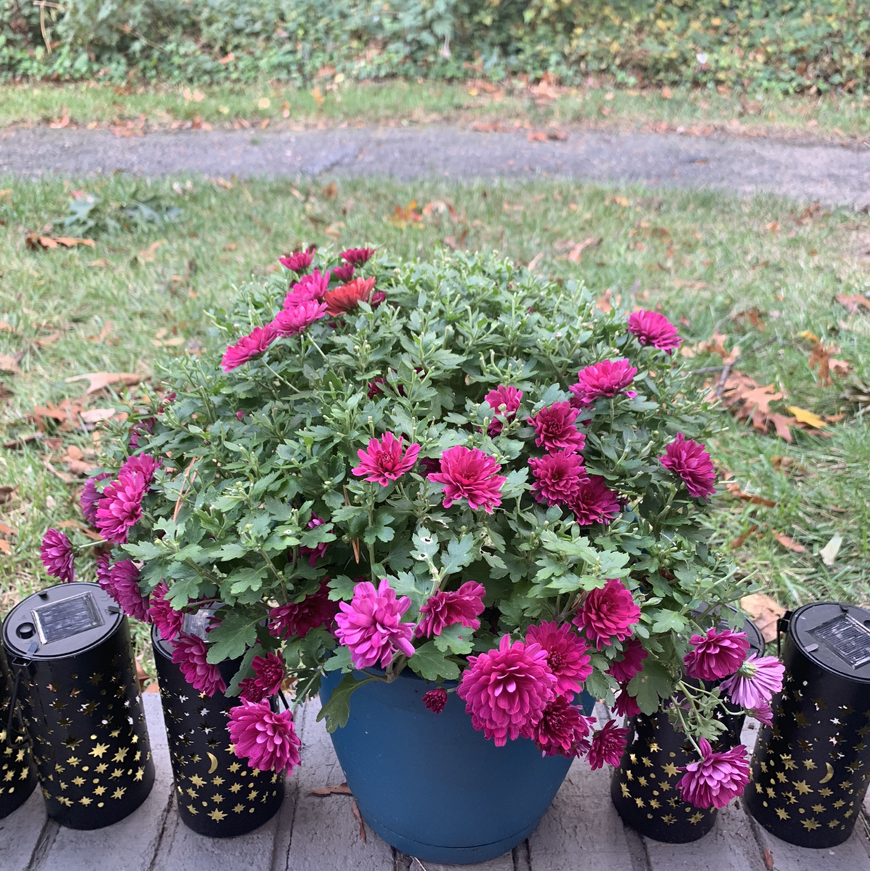 Potted Giant Crego Aster with vibrant pink flowers, surrounded by decorative items.