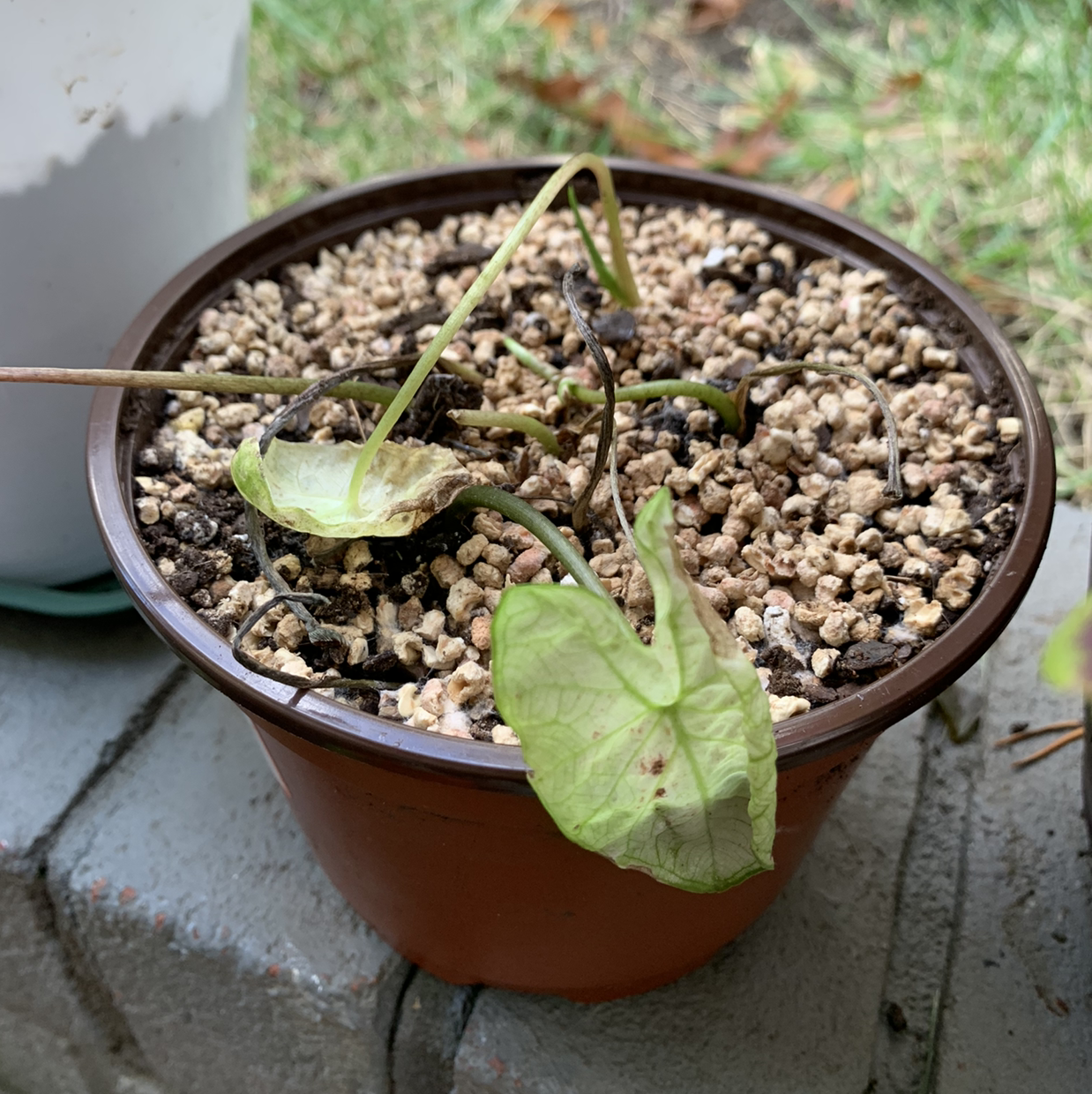 A healthy young heart of Jesus plant with vibrant green, pink and white variegated leaves growing in a brown plastic pot.