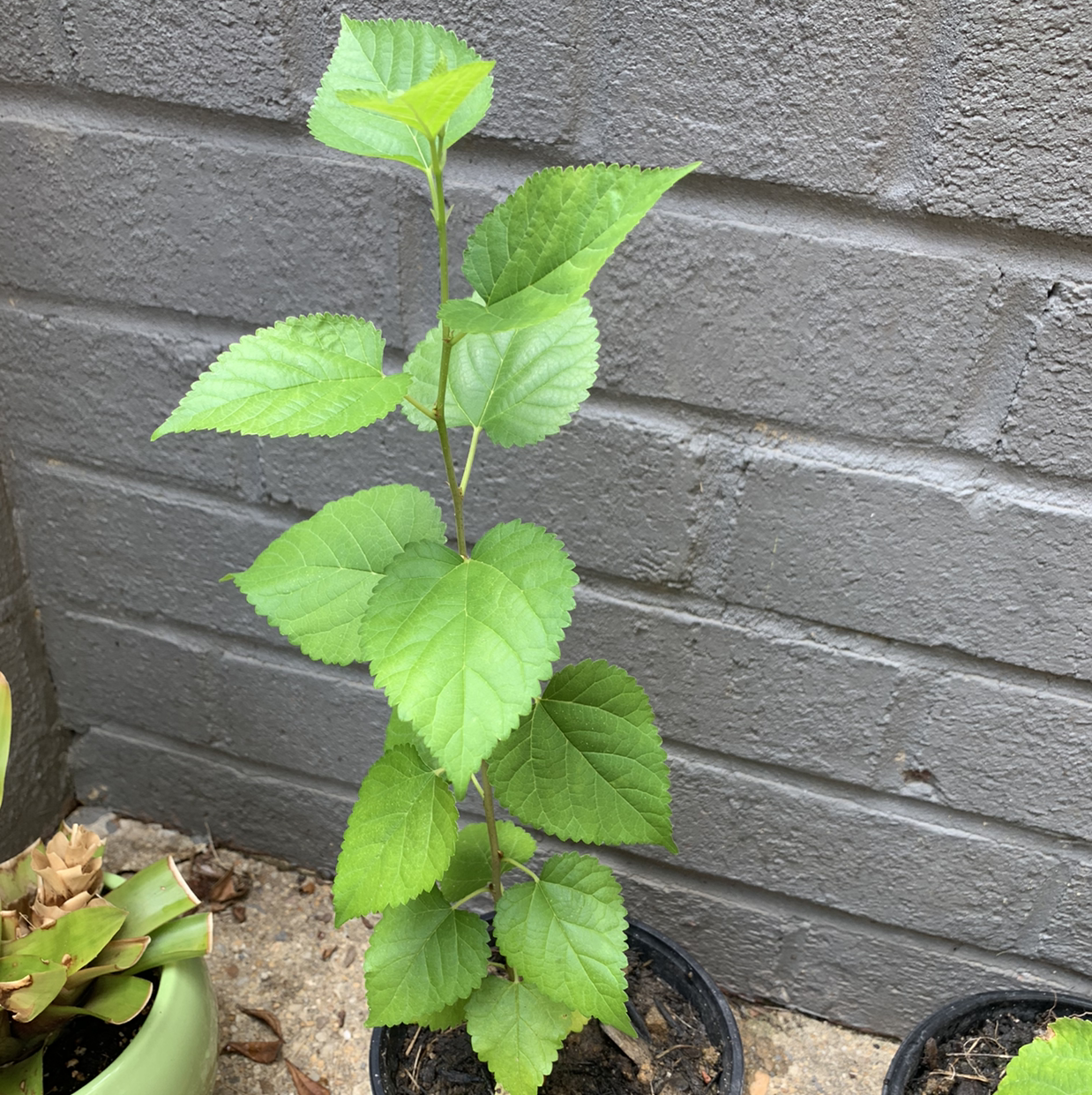 A young White Mulberry plant with vibrant green leaves in a pot against a brick wall.