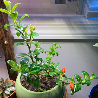 Goldfish Plant plant in Alexandria, Virginia