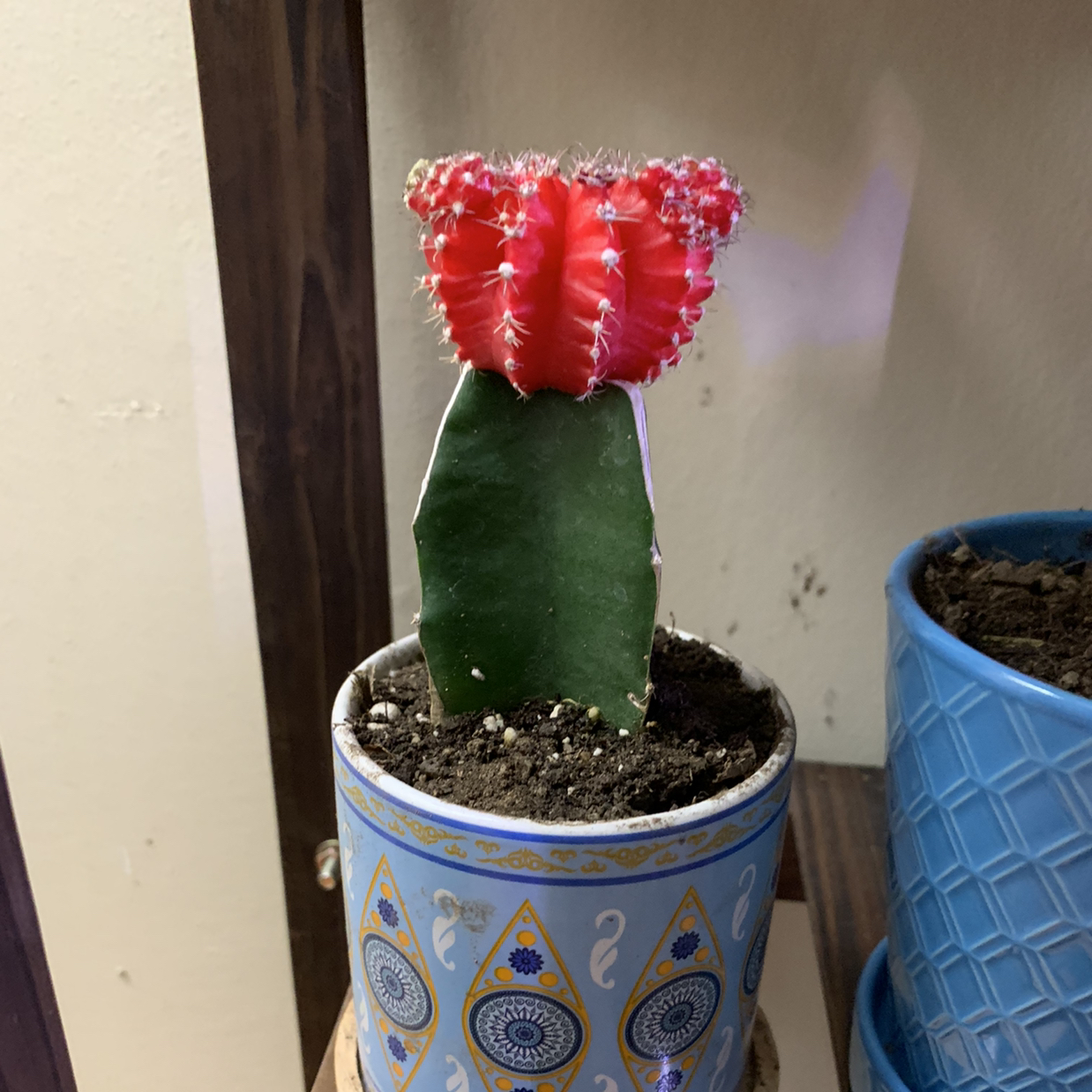 Photo of the plant species Moon Cactus by @Pardis named Karl on Greg, the plant care app