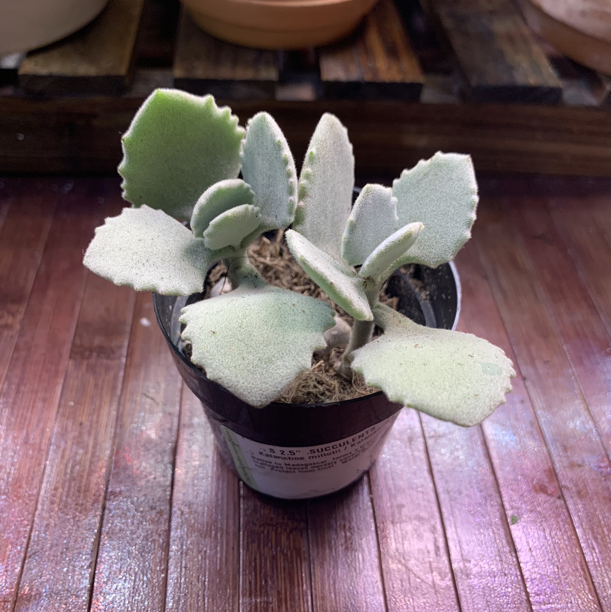 Felt Bush plant in a small pot with thick, felt-like leaves.