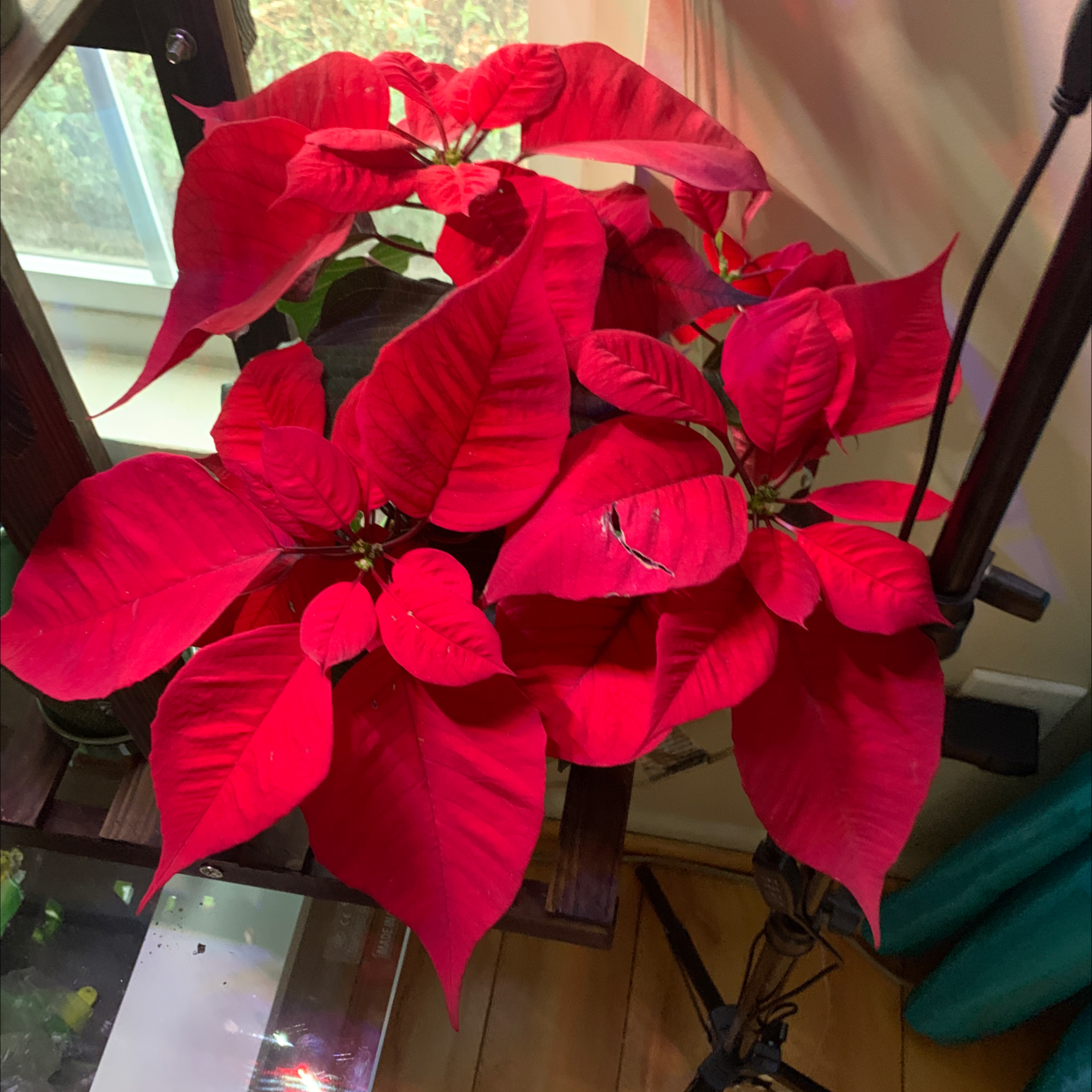 Poinsettia plant with vibrant red leaves indoors near a window.