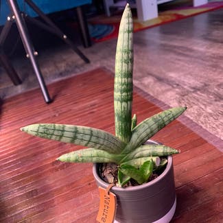 Cylindrical Snake Plant plant in Alexandria, Virginia
