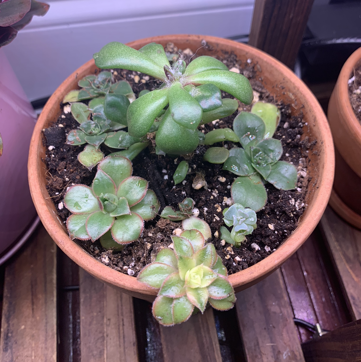 Potted Haworth's Aeonium succulent with multiple rosettes, healthy appearance.