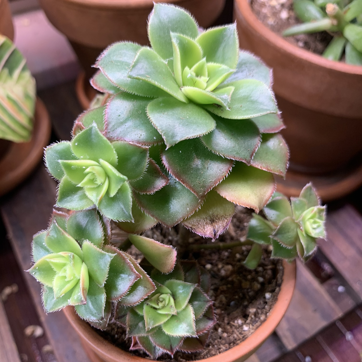 Haworth's Aeonium plant photo by @Pardis named Frida on Greg, the plant care app.