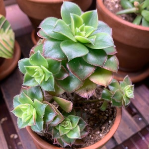 Haworth's Aeonium plant photo by @Pardis named Frida on Greg, the plant care app.