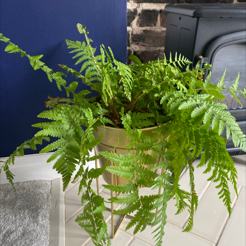Healthy Male-Fern in a pot with vibrant green fronds.