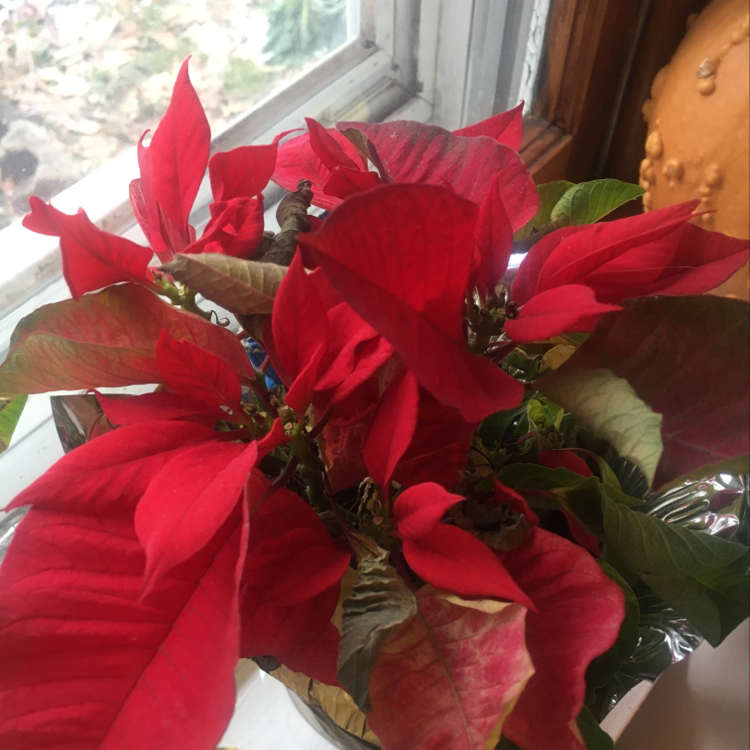Poinsettia plant with vibrant red bracts and some browning leaves near a window.