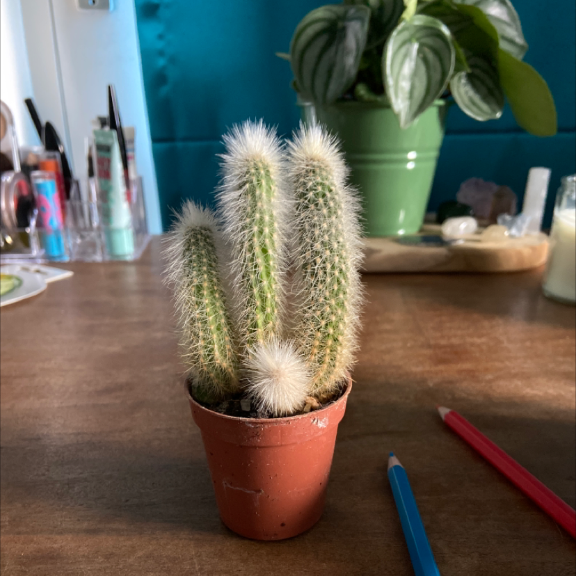 Peruvian Old Man Cactus in a small pot with white, hair-like spines, placed on a table.