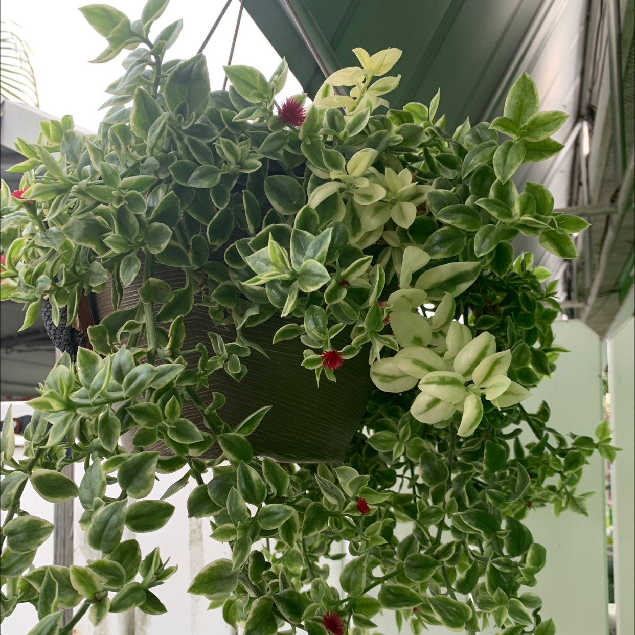 Hanging Baby Sun Rose plant with variegated leaves and small red flowers.