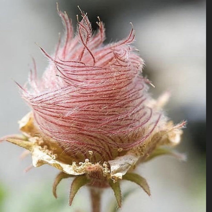 Photo of the plant species Old Man's Whiskers by @YouGrowGirl named Puppy longstocking on Greg, the plant care app