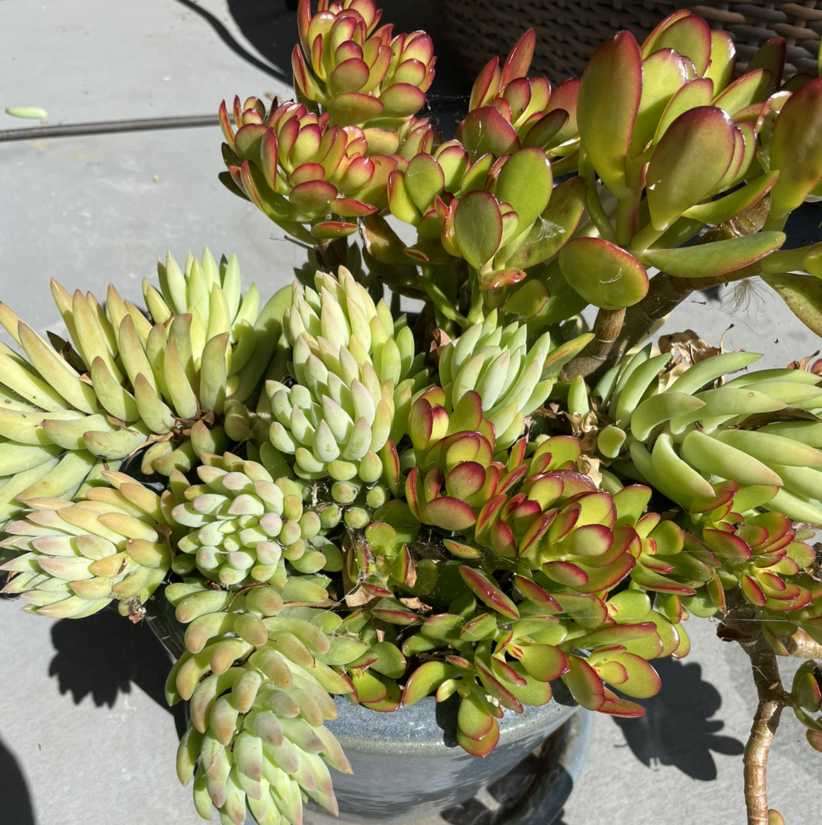 Sedeveria 'Harry Butterfield' succulent with rosette-shaped leaves and red tips in a pot.