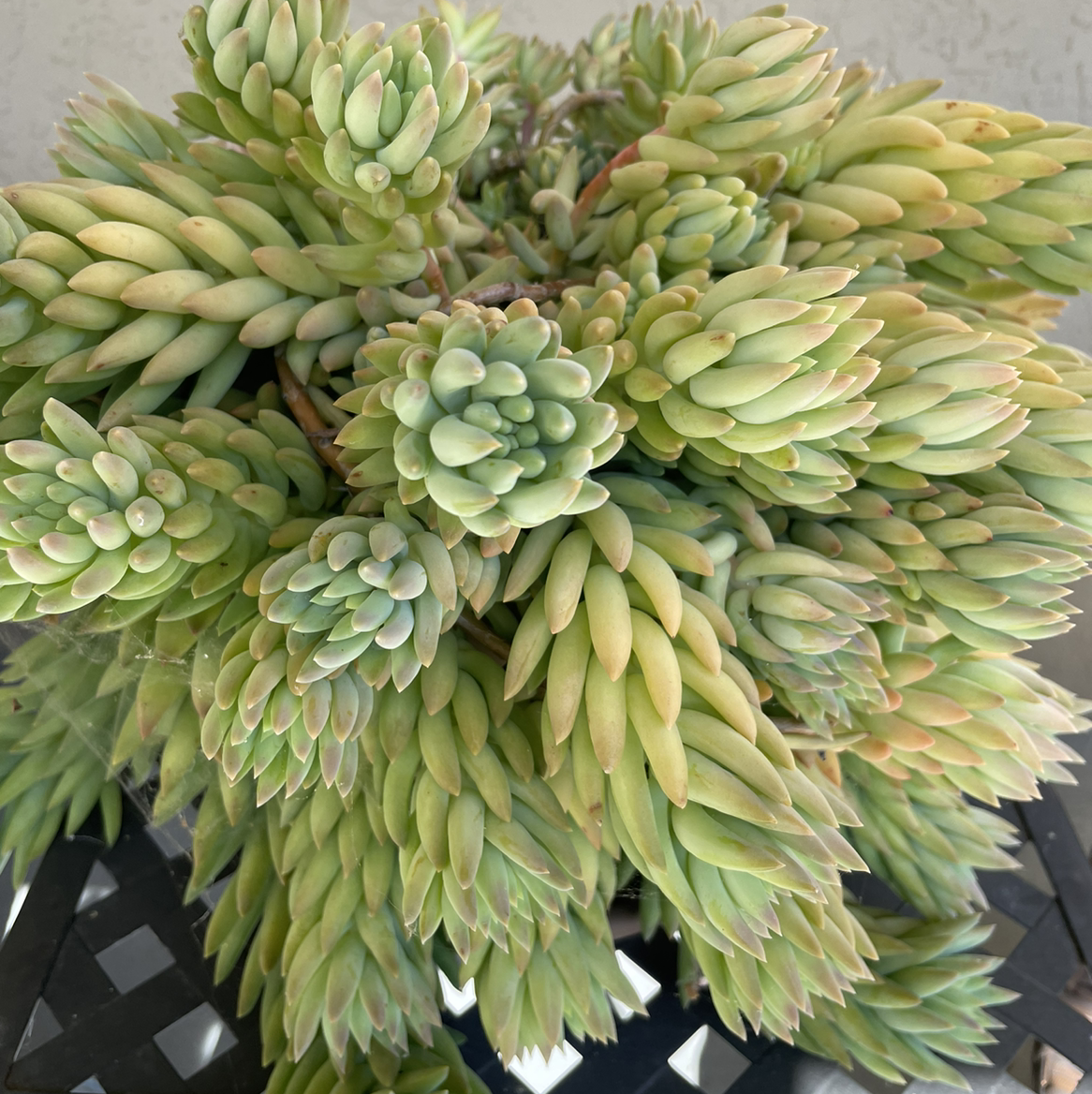 A healthy Pale Stonecrop succulent with dense, fleshy green leaves arranged in rosettes.