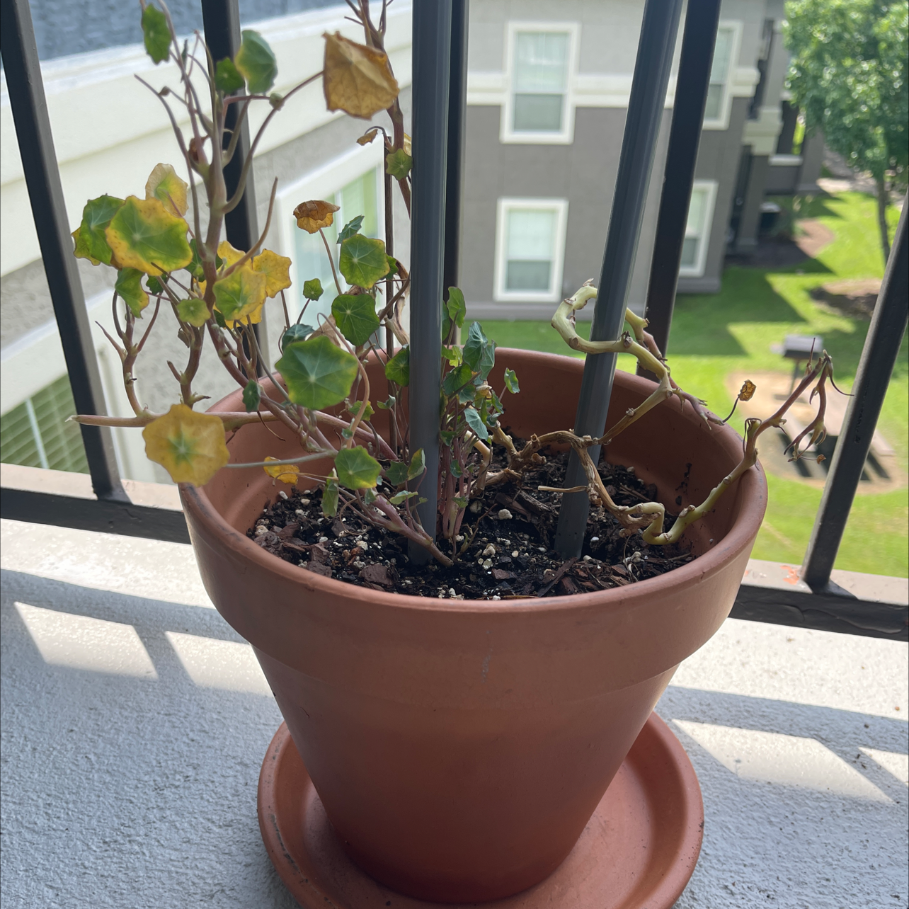 Potted Garden Nasturtium plant with yellowing and browning leaves on a balcony.