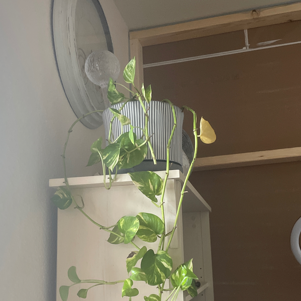 Variegated Philodendron plant with some yellowing leaves placed on a shelf indoors.