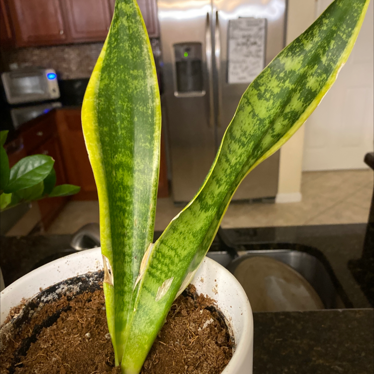 Snake Plant plant photo by @Nicky_Lafemme named Snake on Greg, the plant care app.