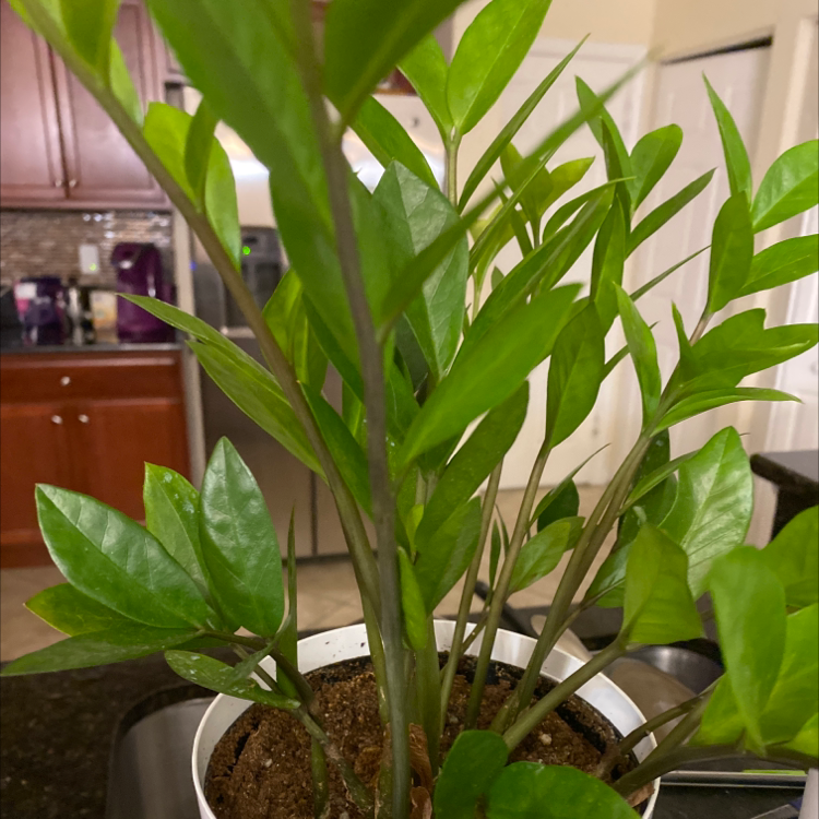 Zamioculcas Zamiifolia plant photo by @Nicky_Lafemme named Zelda on Greg, the plant care app.