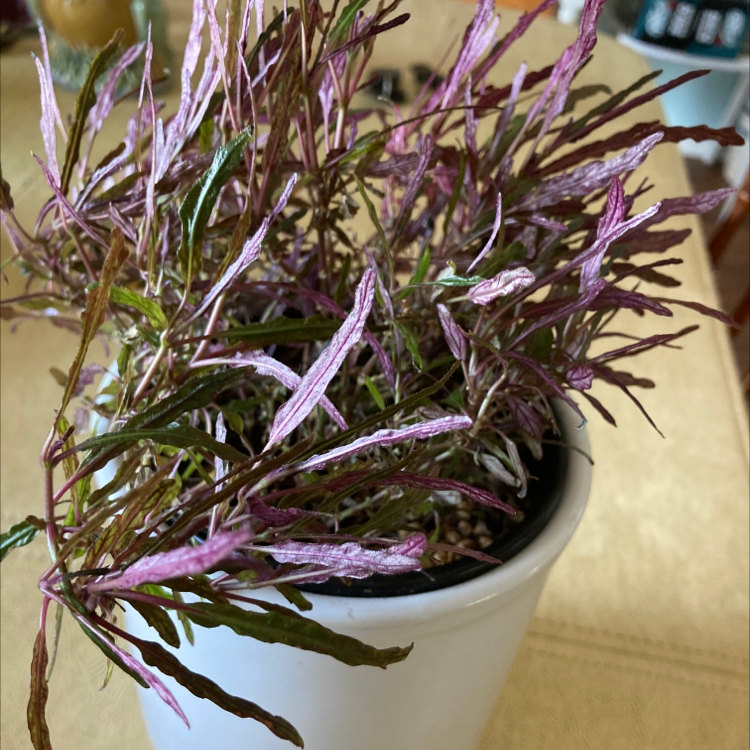 Potted Dragon's Tongue plant with green and purple leaves, some wilting.