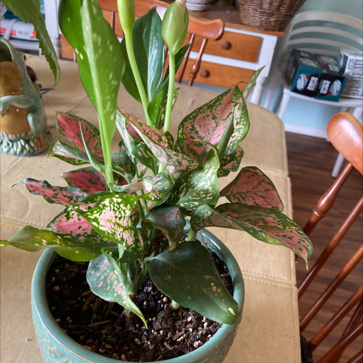 Photo of the plant species Aglaonema 'Red Wishes' by Carol named Aglaonema red wishes on Greg, the plant care app
