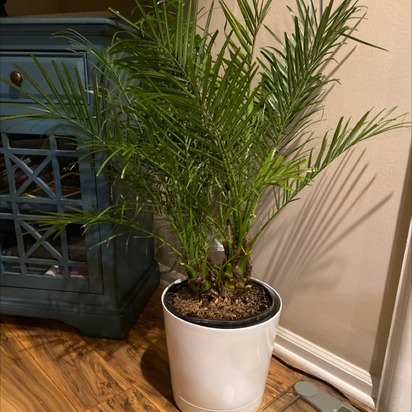 Healthy pygmy date palm with lush green fronds in a white ceramic pot on a wooden floor next to a blue cabinet.