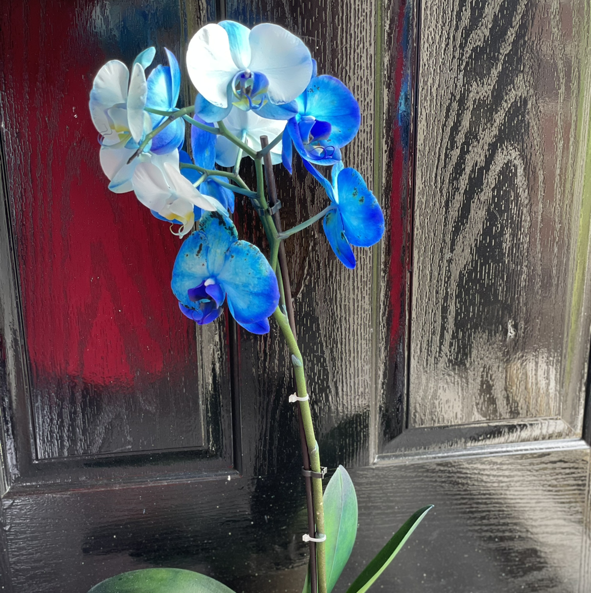 Phalaenopsis Orchid plant photo by @Sallysasi named Moon Orchid on Greg, the plant care app.