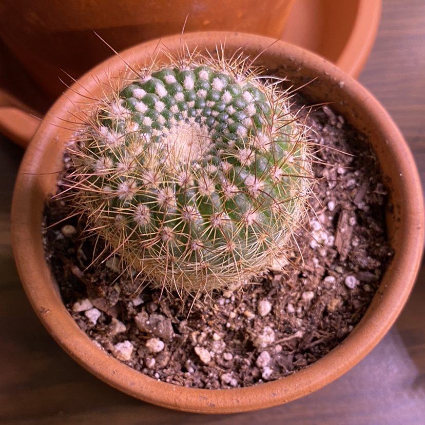Potted Mammillaria Haageana cactus with visible spines and dry soil.